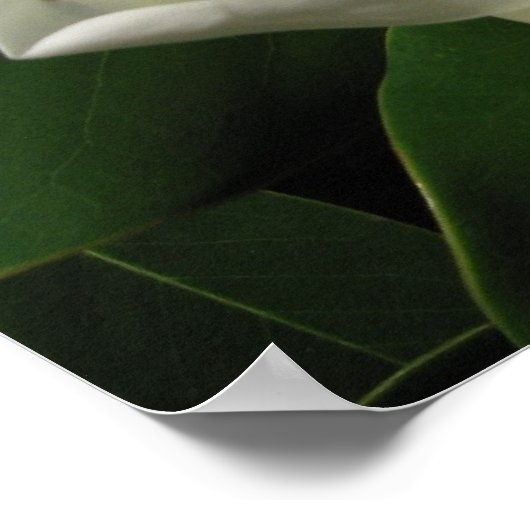 マグノリア開花 ポスター (角)