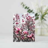 マグノリア開花 ポストカード (スタンド正面)