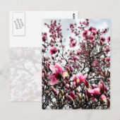 マグノリア開花 ポストカード (正面/裏面)