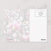 マグノリア開花 ポストカード (裏面)