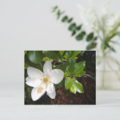 マグノリア開花 ポストカード (スタンド正面)