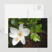 マグノリア開花 ポストカード (正面/裏面)