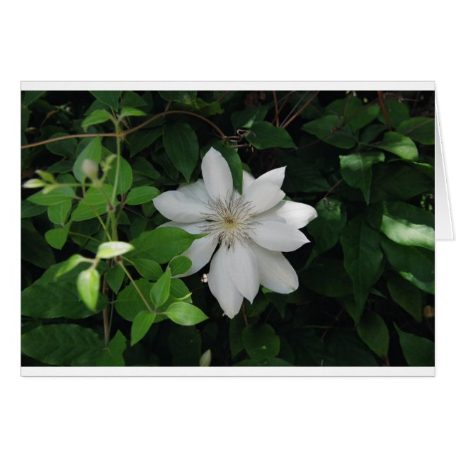 マグノリア (正面横)