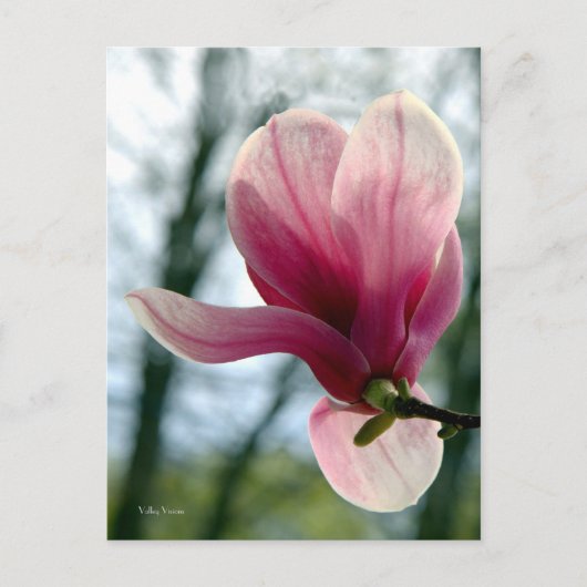 マグノリア・ウッズ ポストカード (正面)