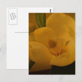 『マグノリア・サテン』はがき ポストカード (正面/裏面)