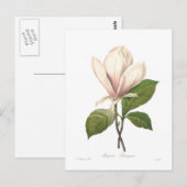 マグノリア・ソランギアナ ポストカード (正面/裏面)