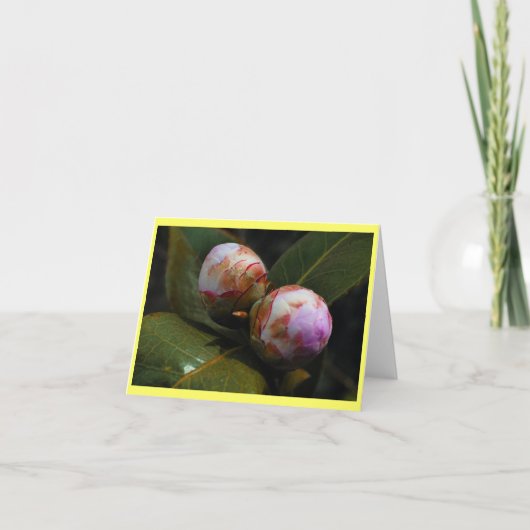 マグノリア・ボングス カード (正面)