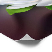 マグノリア ポスター (角)