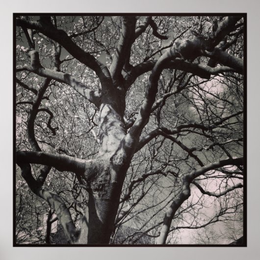 マグノリア ポスター (正面)