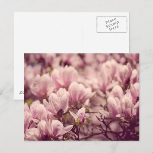 マグノリア ポストカード (正面/裏面)