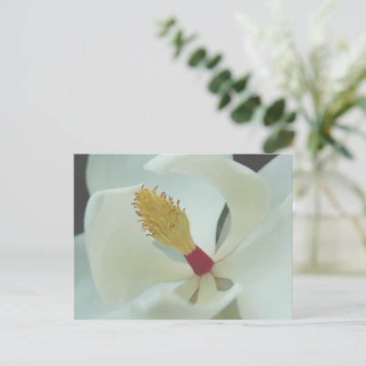 マグノリア ポストカード (スタンド正面)