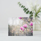 マグノリア ポストカード (スタンド正面)