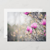 マグノリア ポストカード (正面/裏面)