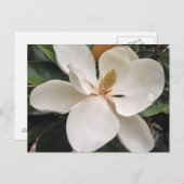 マグノリア ポストカード (正面/裏面)