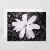 マグノリア ポストカード (正面/裏面)