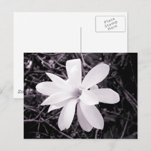 マグノリア ポストカード (正面/裏面)