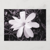 マグノリア ポストカード (正面)