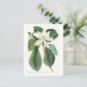 マグノリアIII (1750-1773) ポストカード (スタンド正面)