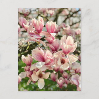 マグノリーマグノリエンブリュテローザ ポストカード