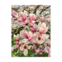 マグノリーマグノリエンブリュテローザ