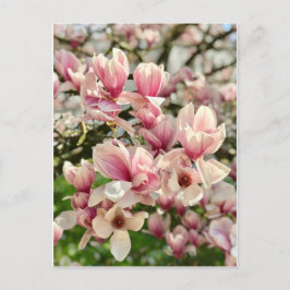 マグノリーマグノリエンブリュテローザ ポストカード