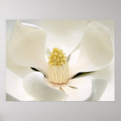 マグノリ威厳のあるア ポスター (正面)