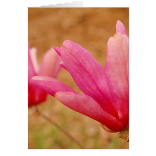 マグノリ日本のア (正面)