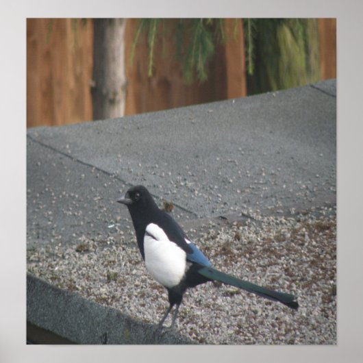 マグピープリント ポスター (正面)