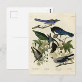 マグピー・ジェイズ・アンド・ナツクラッカー・アウドゥボン・バード・オブ・アメリカ  ポストカード (正面/裏面)