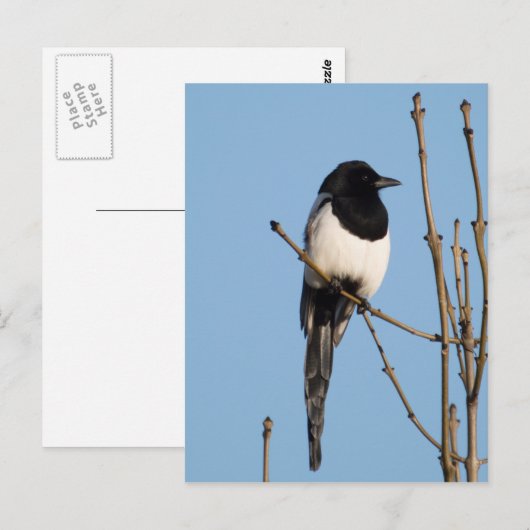 マグピー ポストカード (正面/裏面)