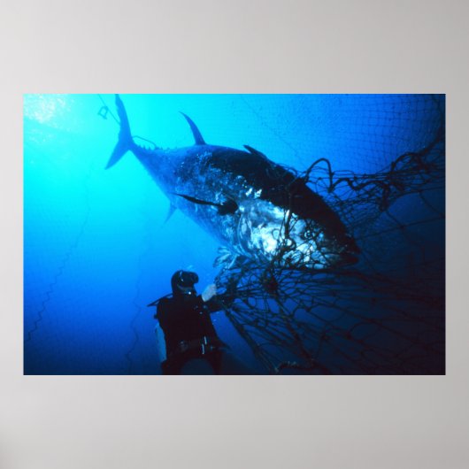 マグロのマグロが網に捕まる ポスター (正面)