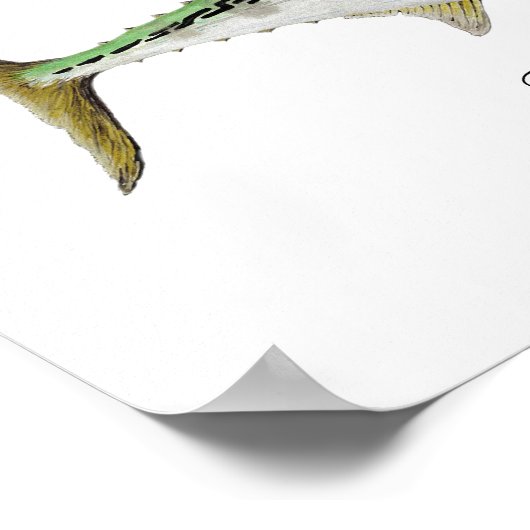 マグロ類の偽物 ポスター (角)