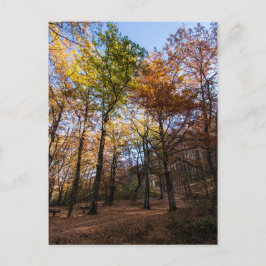 マケドニア・ロッティーノ ポストカード