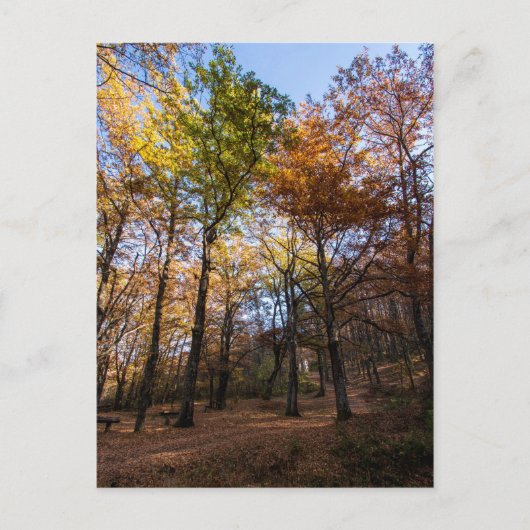 マケドニア・ロッティーノ ポストカード (正面)