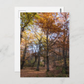 マケドニア・ロッティーノ ポストカード (正面/裏面)