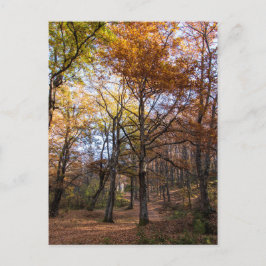 マケドニア・ロッティーノ ポストカード