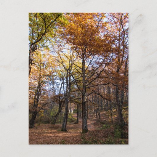 マケドニア・ロッティーノ ポストカード (正面)