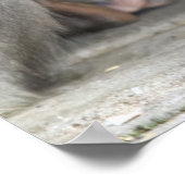 マケモンキー ポスター (角)