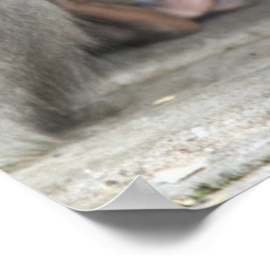 マケモンキー ポスター (角)