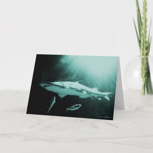 マコサメのブランクカード カード (正面)