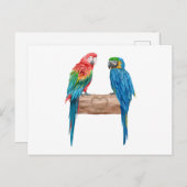 マコーバードオウム恋人の水色 インビテーションポストカード (正面/裏面)