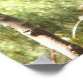 マコーパロットポスター ポスター (角)