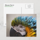 マコーパロット – はがき (正面/裏面)