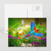 マコーパロット ポストカード (正面/裏面)