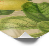 マコーブルーイエロートロピカルジャングルアンティーク ポスター (コーナー)