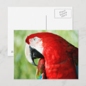 マコーポートレート ポストカード (正面/裏面)