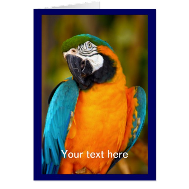 マコー威厳のあるー (正面)