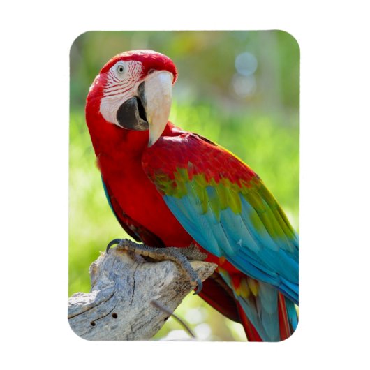 マコー座ってブランチ マグネット (縦)