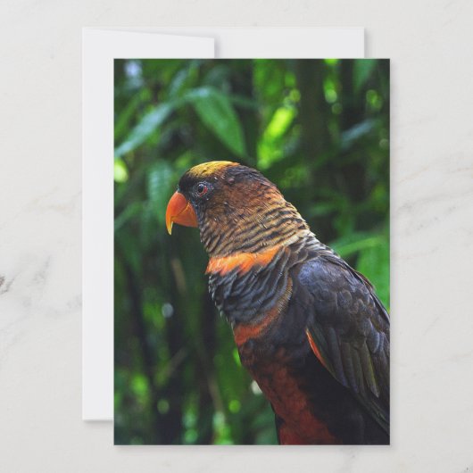 マコー シーズンカード (正面)