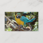 マコー·パロット 名刺 (正面)